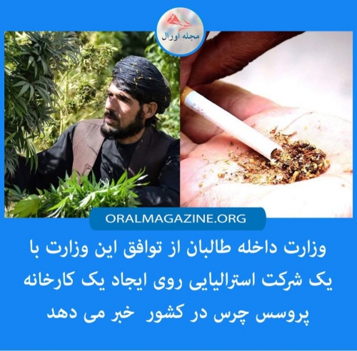 طالبان: با شرکت استرالیایی بر سر ایجاد کارخانه چرس به توافق رسیده‌ایم