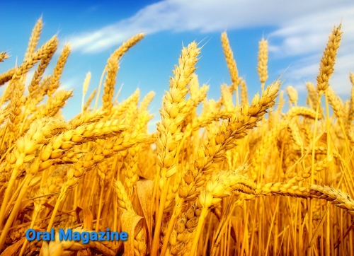 امنیت غذایی در حکومت طالبان امنیت غذایی در حکومت طالبان