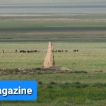 آمادگی کوچیها برای زراعت در دشت ناور و نگرانی مردم محل آمادگی کوچیها برای زراعت در دشت ناور و نگرانی مردم محل